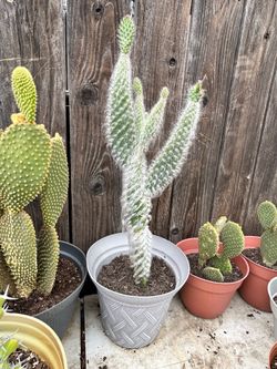 Hairy cactus plant
