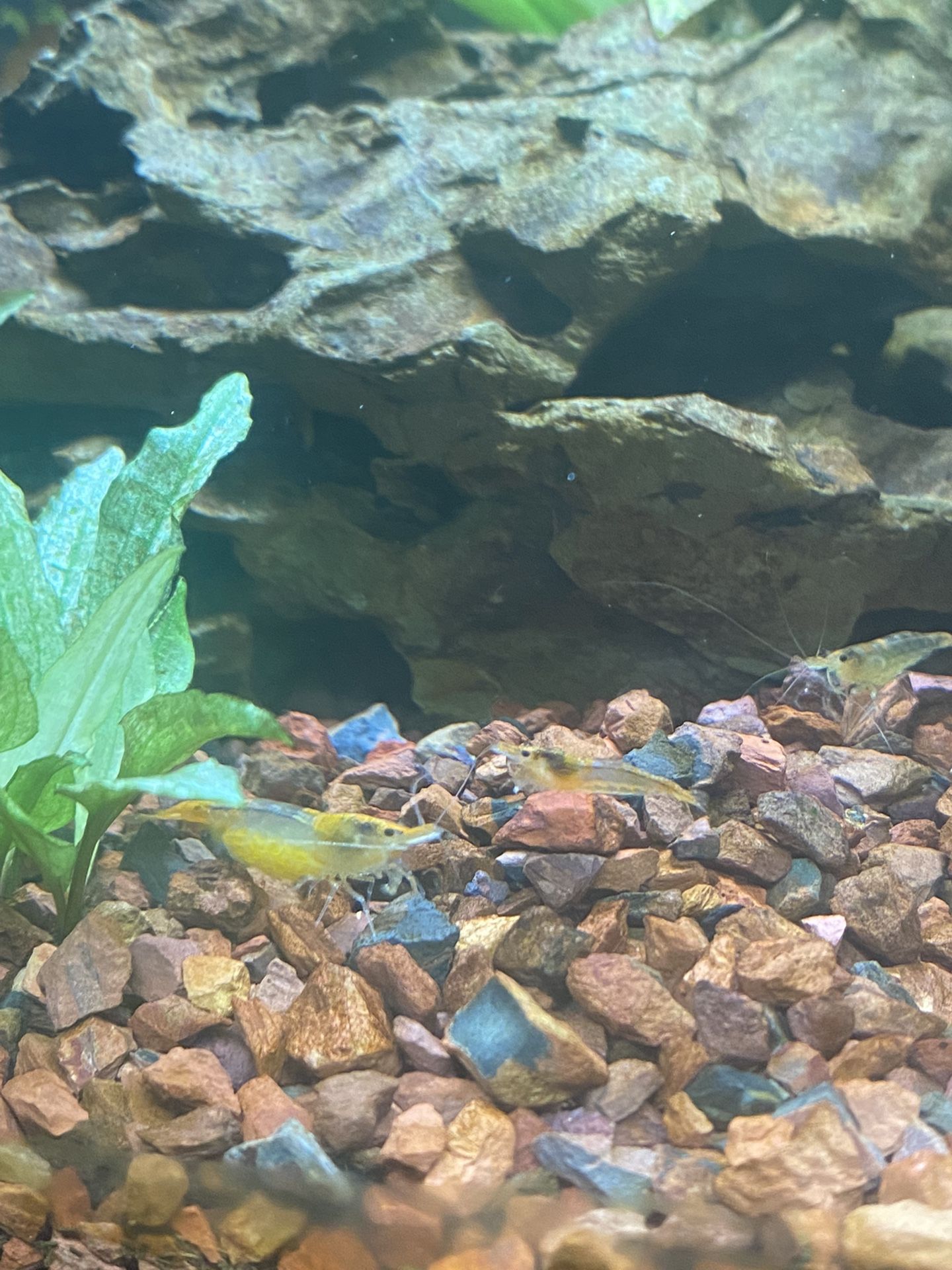 Neocaridina Shrimp