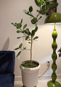 Ficus 64 inch