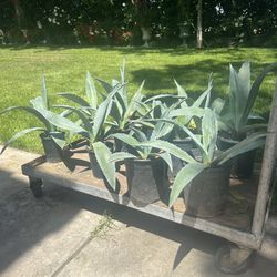 Blue Agave Plant’s  $5 Each 