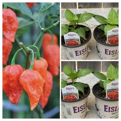 $10 Each Extremely Hot Ghost Pepper (Bhut Jolokia) Spicy 🌶️ Peppers Chili Pepper Vegetable Veggie