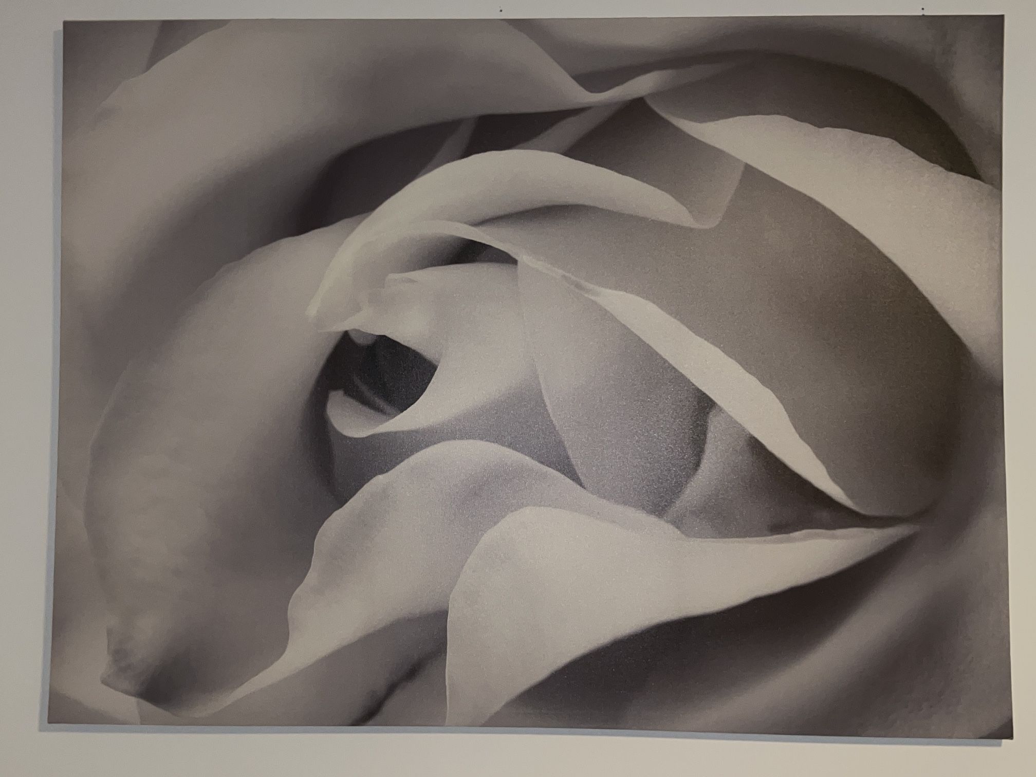 Rose Canvas Art Painting