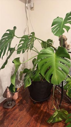 Monstera Plant
