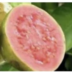 Pink Guava Trees 4F The Tall From the ground up $40 Each Price Firm