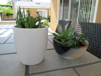 Set Of Light Beige & Multi Color Garden Pots With Succulents