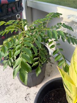 Curry leaf plant