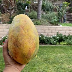 Papaya Trees