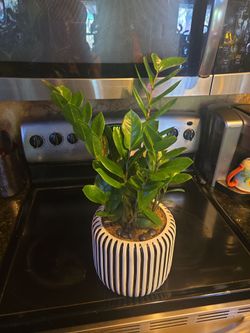 Lush gorgeous ZZ Plant In New 8in Ceramic Pot With Stones