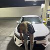 gianni cash
