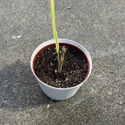 Lemon Grass Plant 