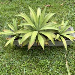 3 agave plants in planter