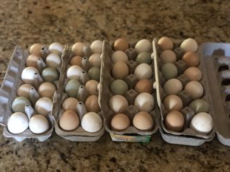 Chicken Eggs