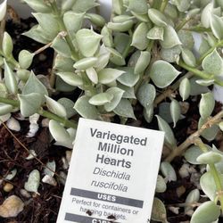 Variegated Million Hearts (Dischidia ruscifolia) – 6” Hanging Basket