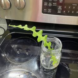 Free Plant