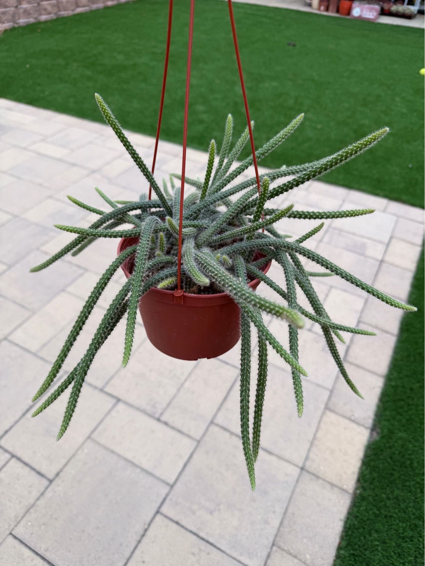 Rat tail cactus