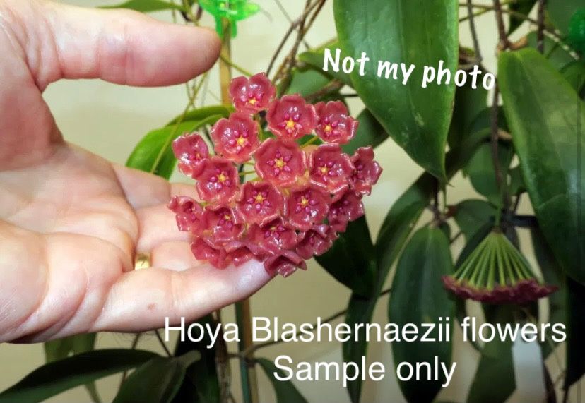 🪴Hoya Blashernaezii ssp. Valmayoriana indoor Houseplant