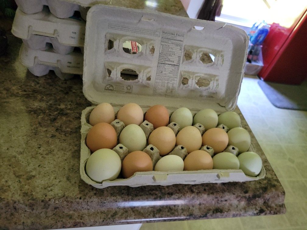 Fresh Chicken Eggs