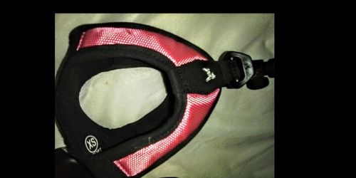 DOG LEASH AND HARNESS