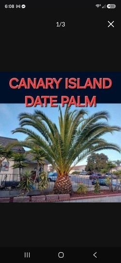1 Mature  Canary Date Palm Available In Oceanside