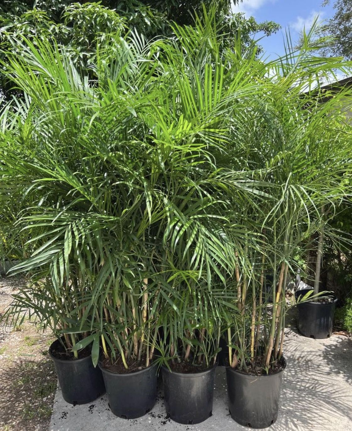 HOME PLANTS- SPECIAL PRICE SEIFRIZII BAMBOO (7 GL) 6 FT TALL