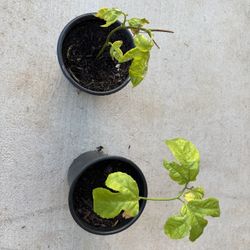 Passion Fruit Plants 