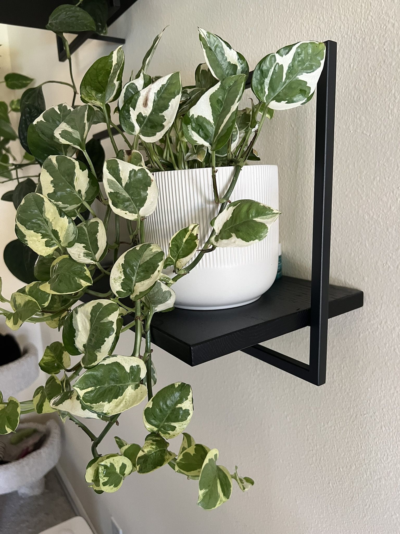 Pothos N'Joy **Cutting ONLY