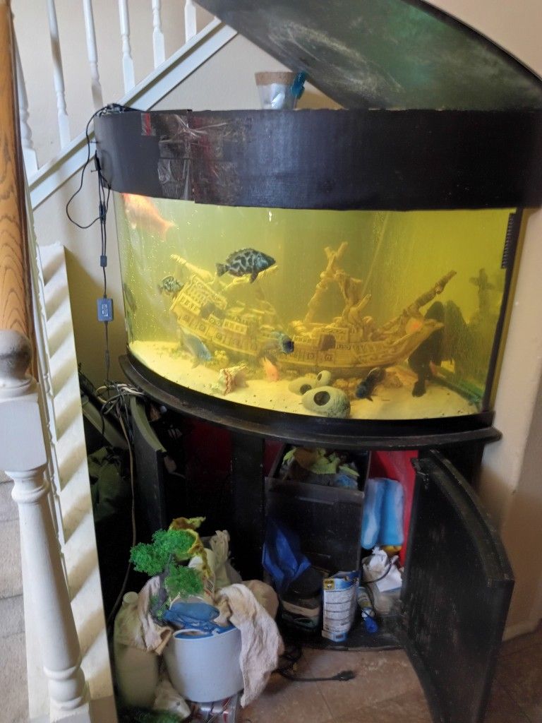 Selling A 60 gl Corner Aquarium $350