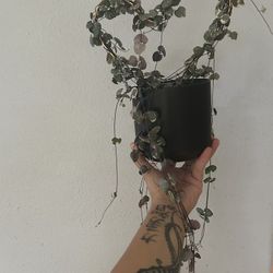 Plant Sale!!