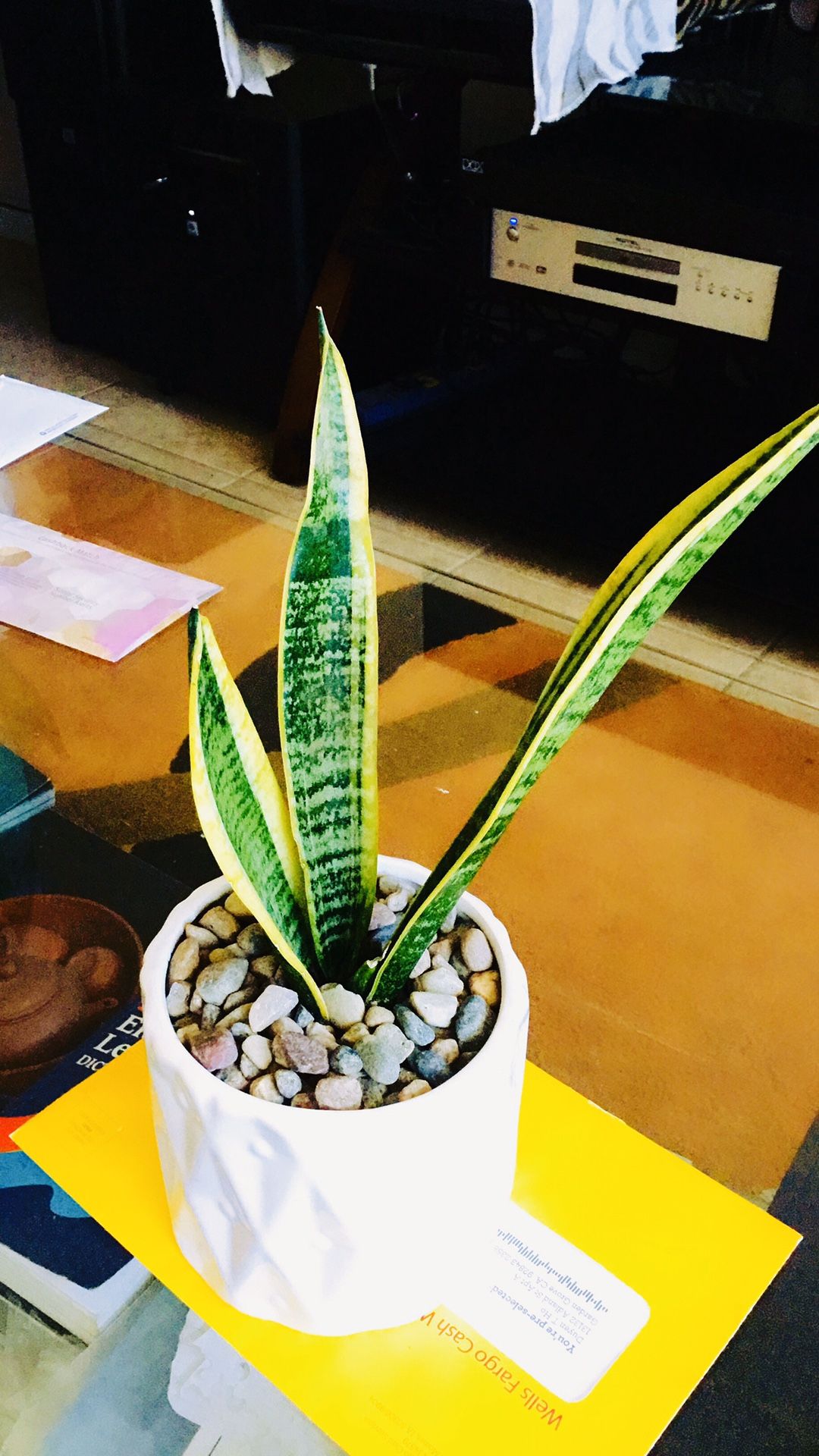 Snake plant real live Indoor Houseplant ceramic pot 10” tall (combine shipping ok 3 or more items)