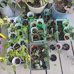 Rooted Plant Cuttings