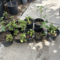 Longan, Perillas, Lychee, Papayas, Guava