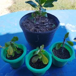 corona de Cristo bote negro $5 bote verde $2 cada una 