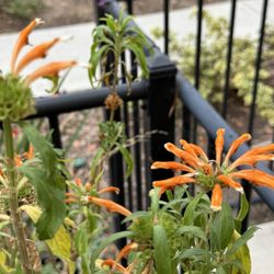 Free Shrub -Lion’s Ear