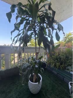 Lg Dracaena 6ft in white planter