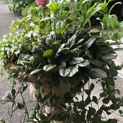 Bugleweed (Ajuga), Perennial Plant. Please See All Pics.