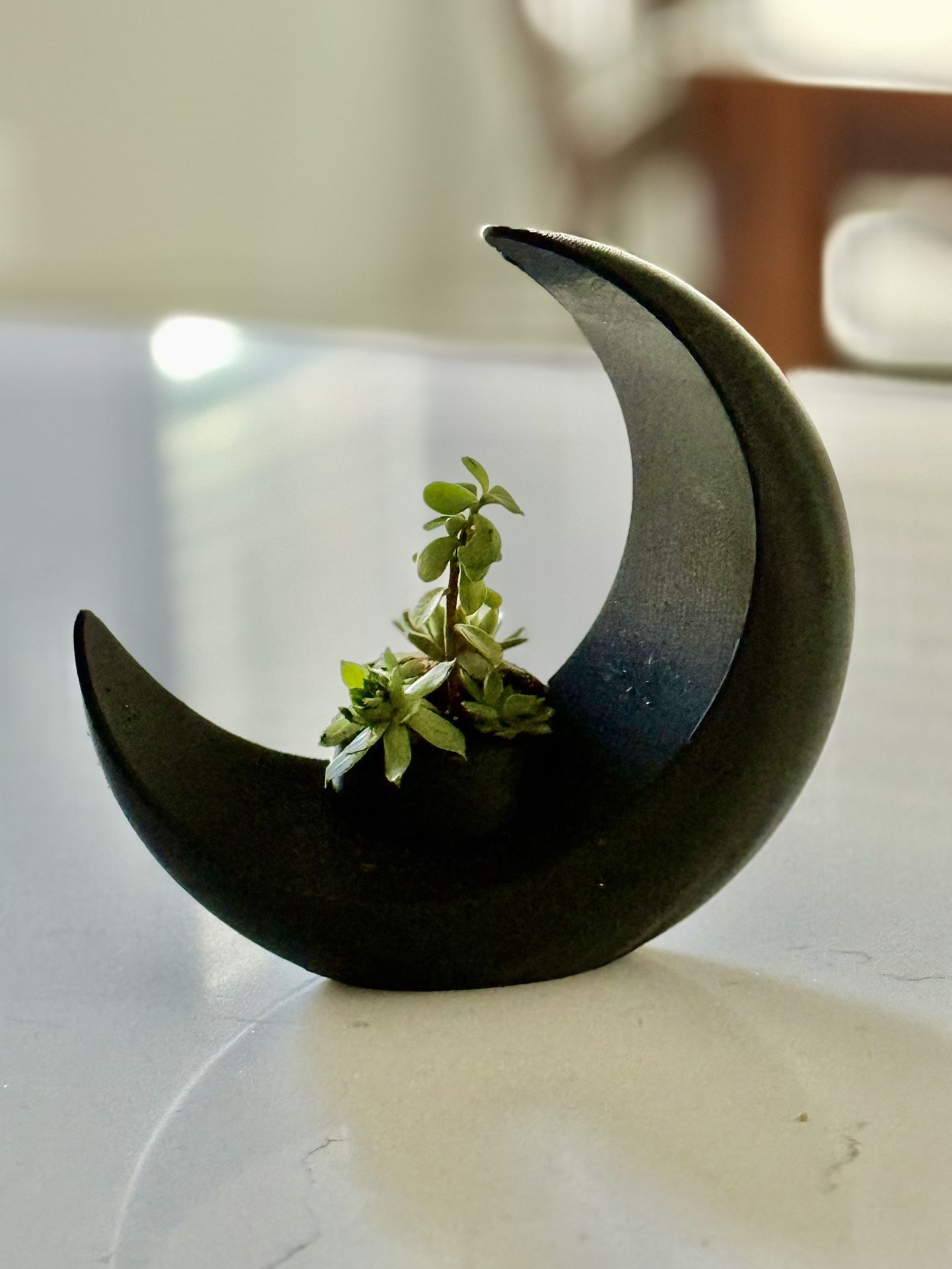 Moon planter - Live succulents
