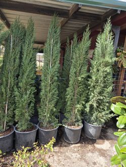 Italian Cypress Pines 7gallon 7ft Tall 