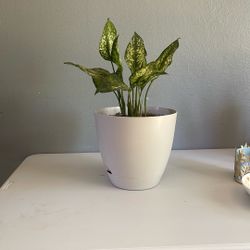 Plants 