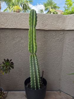 Indoor and outdoor plants,  Pots