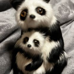 Vintage Panda Pair In  Animal Skin  . Awfully Cute 