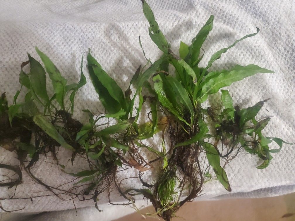 Java Fern