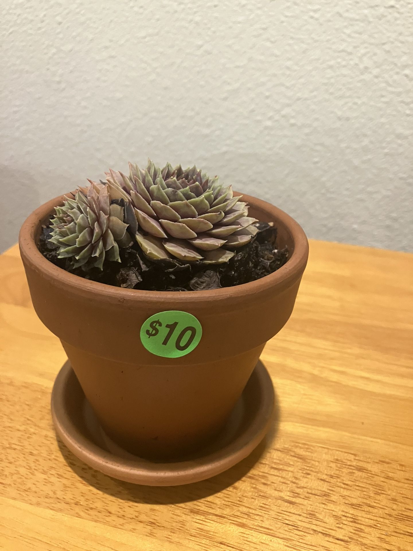 Sempervivum In Mess Free Terracotta Pot