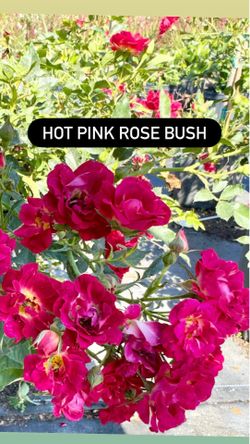 🌺 Hot Pink Rose Bush