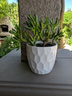 Crassula Ovata also Known As Last Fingers Succulent Plant Jade Plant
