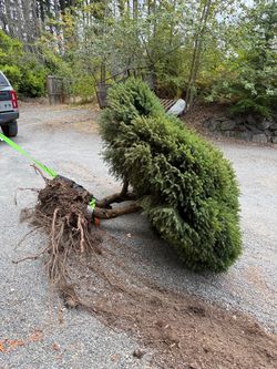 Free tree