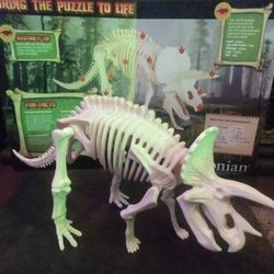 Triceratops Skeleton 