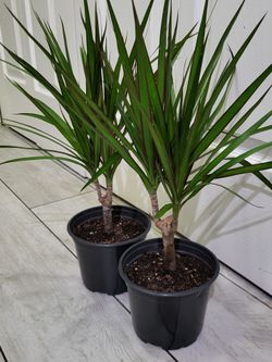 🌿Healthy Live Air Purifying Houseplant Dracaena 20"Tall In Pot 5" ~ Easy To Grow ~ $13/Ea