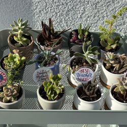 mini succulent gift plants in ceramic pots w/ pick marker spike
