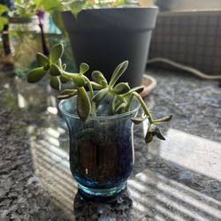 Indoor/Outdoor Plants