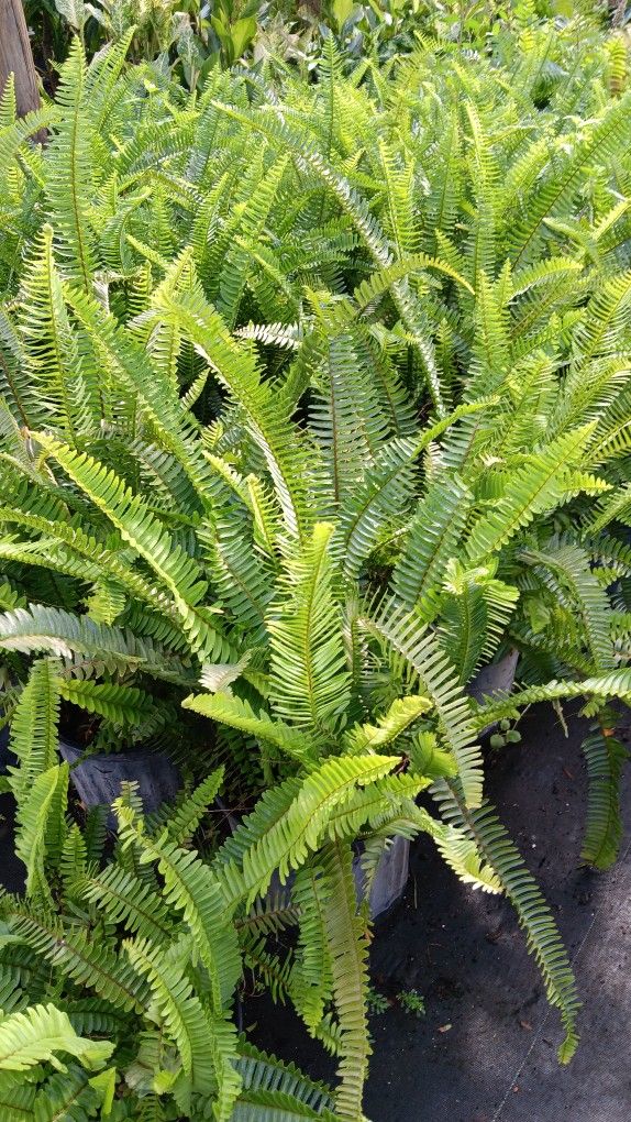 Beautiful Fern plants 3gl $15